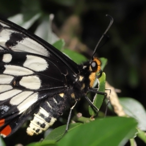 Papilio anactus at Acton, ACT - suppressed