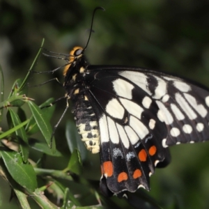 Papilio anactus at Acton, ACT - suppressed