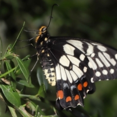 Papilio anactus at Acton, ACT - 13 Mar 2022