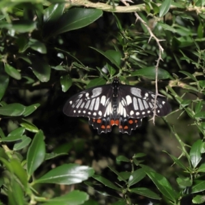 Papilio anactus at Acton, ACT - 13 Mar 2022
