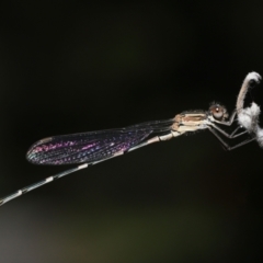 Austrolestes leda (Wandering Ringtail) at ANBG - 11 Mar 2022 by TimL