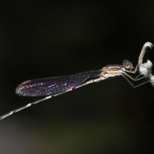 Austrolestes leda at Acton, ACT - 11 Mar 2022 11:50 AM