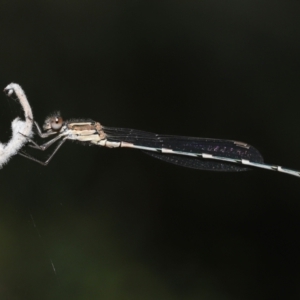 Austrolestes leda at Acton, ACT - 11 Mar 2022 11:50 AM