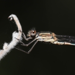 Austrolestes leda at Acton, ACT - 11 Mar 2022 11:50 AM