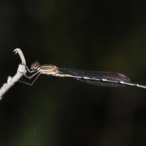 Austrolestes leda at Acton, ACT - 11 Mar 2022 11:50 AM