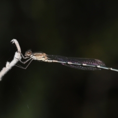 Austrolestes leda at Acton, ACT - 11 Mar 2022