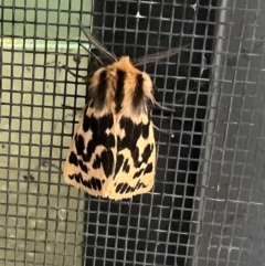 Spilosoma curvata (Crimson Tiger Moth) at Pialligo, ACT - 13 Mar 2022 by Ozflyfisher