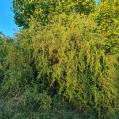 Lycium ferocissimum (African Boxthorn) at Lake Burley Griffin West - 13 Mar 2022 by Mike