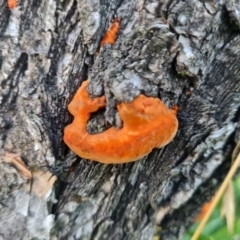 Trametes coccinea (Scarlet Bracket) at Lake Burley Griffin West - 13 Mar 2022 by Mike