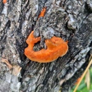 Trametes coccinea at Parkes, ACT - 14 Mar 2022