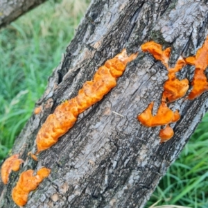 Trametes coccinea at Parkes, ACT - 14 Mar 2022