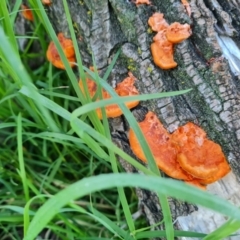 Trametes coccinea at Parkes, ACT - 14 Mar 2022