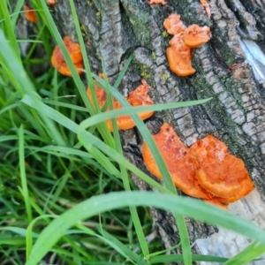 Trametes coccinea at Parkes, ACT - 14 Mar 2022