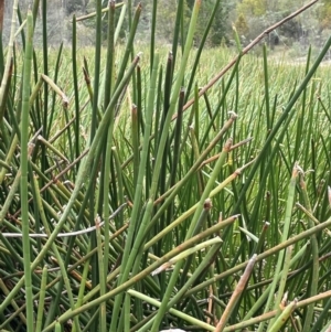 Eleocharis sphacelata at Paddys River, ACT - 13 Mar 2022