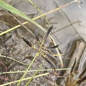 Cyperus sanguinolentus at Paddys River, ACT - 13 Mar 2022