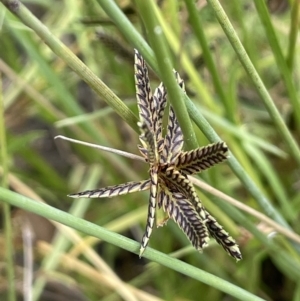 Cyperus sanguinolentus at Paddys River, ACT - 13 Mar 2022 11:55 AM