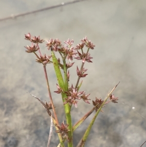 Juncus prismatocarpus at Paddys River, ACT - 13 Mar 2022 11:45 AM