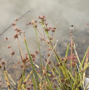 Juncus prismatocarpus at Paddys River, ACT - 13 Mar 2022 11:45 AM