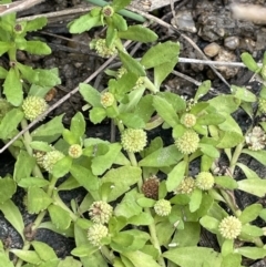 Centipeda cunninghamii (Common Sneezeweed) at Paddys River, ACT - 13 Mar 2022 by JaneR