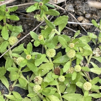 Centipeda cunninghamii (Common Sneezeweed) at Paddys River, ACT - 13 Mar 2022 by JaneR