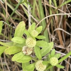 Centipeda cunninghamii at Paddys River, ACT - 13 Mar 2022