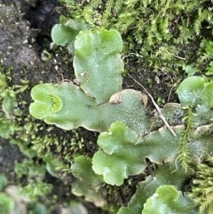 Lunularia cruciata (A thallose liverwort) at Cotter River, ACT - 13 Mar 2022 by JaneR