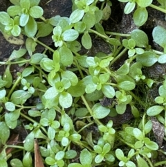 Callitriche stagnalis (Common Starwort) at Lower Cotter Catchment - 13 Mar 2022 by JaneR