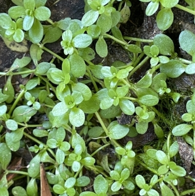 Callitriche stagnalis (Common Starwort) at Cotter River, ACT - 13 Mar 2022 by JaneR