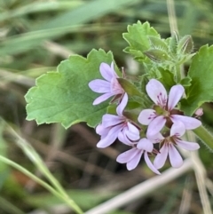 Pelargonium australe (Austral Stork's-bill) at Lower Cotter Catchment - 13 Mar 2022 by JaneR