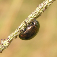 Chrysolina quadrigemina (Greater St Johns Wort beetle) at Piney Ridge - 13 Mar 2022 by MatthewFrawley