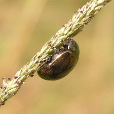 Chrysolina quadrigemina (Greater St Johns Wort beetle) at Piney Ridge - 13 Mar 2022 by MatthewFrawley