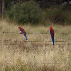 Platycercus elegans (Crimson Rosella) at Stromlo, ACT - 13 Mar 2022 by MatthewFrawley