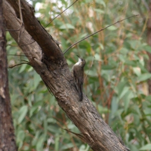 Cormobates leucophaea at Stromlo, ACT - 13 Mar 2022 11:33 AM