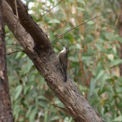 Cormobates leucophaea (White-throated Treecreeper) at Block 402 - 13 Mar 2022 by MatthewFrawley