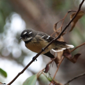 Rhipidura albiscapa at Stromlo, ACT - 13 Mar 2022