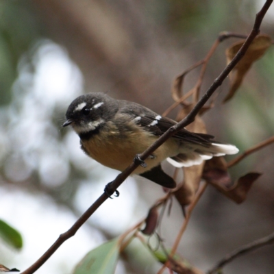 Rhipidura albiscapa (Grey Fantail) at Piney Ridge - 13 Mar 2022 by MatthewFrawley