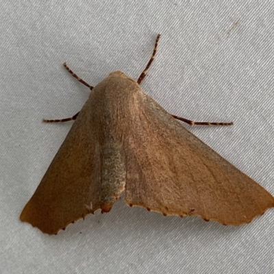 Monoctenia smerintharia (Dark Leaf Moth) at Numeralla, NSW - 13 Mar 2022 by Steve_Bok