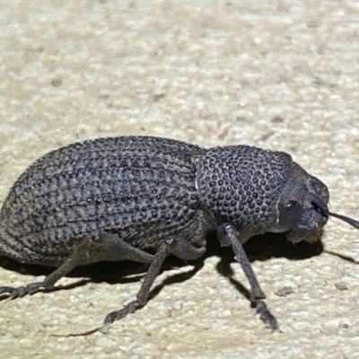 Amycterus sp. (genus) (Ground weevil) at Numeralla, NSW - 13 Mar 2022 by SteveBorkowskis