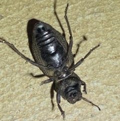 Amycterus sp. (genus) at Numeralla, NSW - suppressed