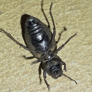 Amycterus sp. (genus) at Numeralla, NSW - suppressed