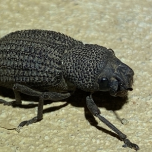 Amycterus sp. (genus) at Numeralla, NSW - suppressed