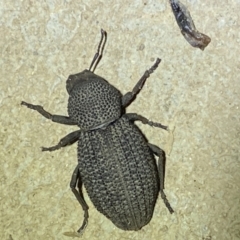 Amycterus sp. (genus) at Numeralla, NSW - suppressed