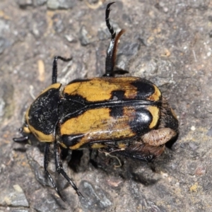 Chondropyga dorsalis at Acton, ACT - 11 Mar 2022