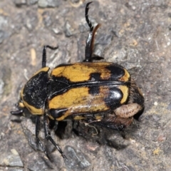 Chondropyga dorsalis (Cowboy beetle) at Acton, ACT - 11 Mar 2022 by TimL