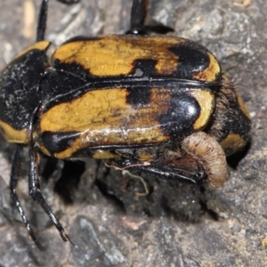 Chondropyga dorsalis at Acton, ACT - 11 Mar 2022