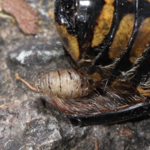 Chondropyga dorsalis at Acton, ACT - 11 Mar 2022