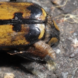 Chondropyga dorsalis at Acton, ACT - 11 Mar 2022