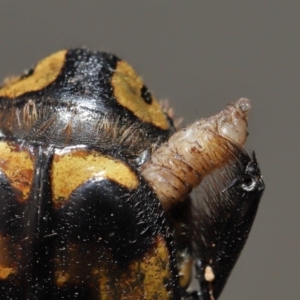 Chondropyga dorsalis at Acton, ACT - 11 Mar 2022