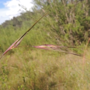 Themeda triandra at Paddys River, ACT - 30 Nov 2021 04:11 PM