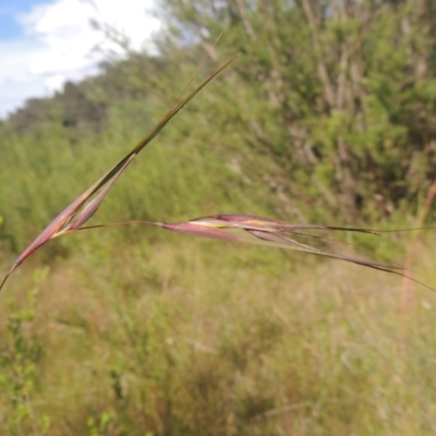Themeda triandra (Kangaroo Grass) at Tidbinbilla Nature Reserve - 30 Nov 2021 by michaelb